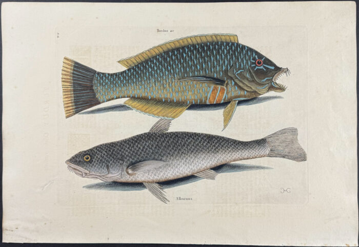 Pudding-Wife & Carolina Whiting