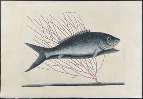 Bone Fish with Sea Feather