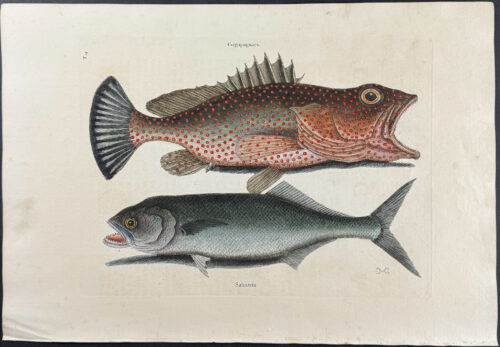 Hind & Skipjack