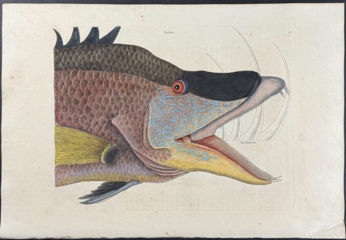 Great Hog Fish (Head)