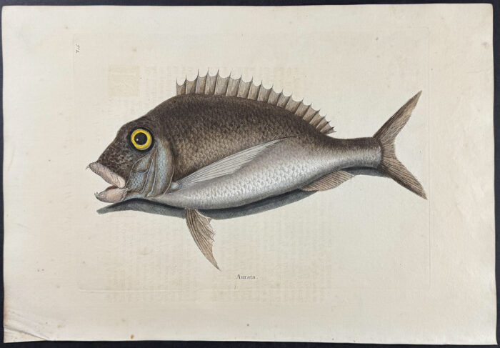 Porgy