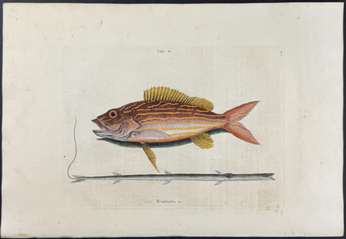 Lane Snapper & Tobacco-Pipe Fish