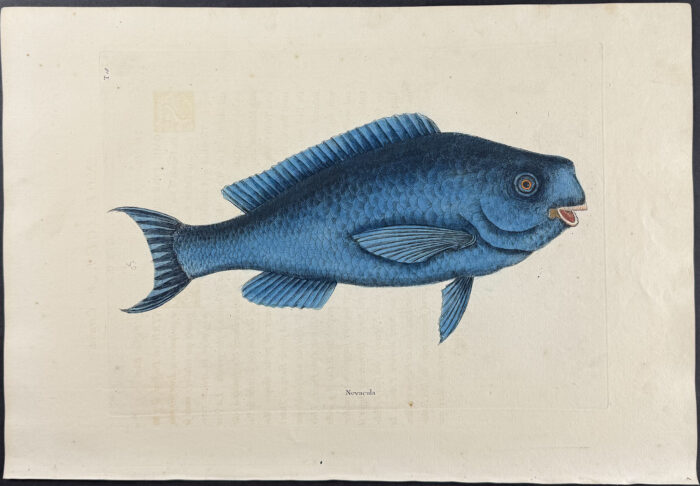 Blue Fish