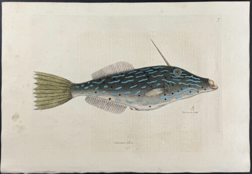 Bahama Unicorn Fish
