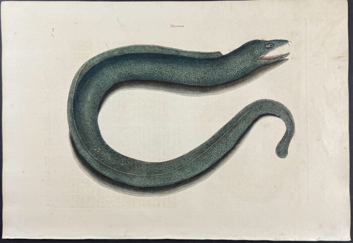 Muray (Eel)