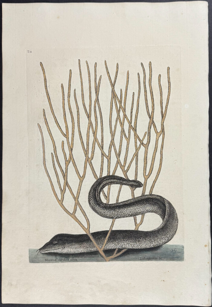 Black Muray (Eel) with Yellow Coral