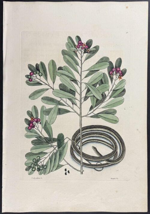 Ribbon Snake with Winters Bark (Cinnamon Bark)