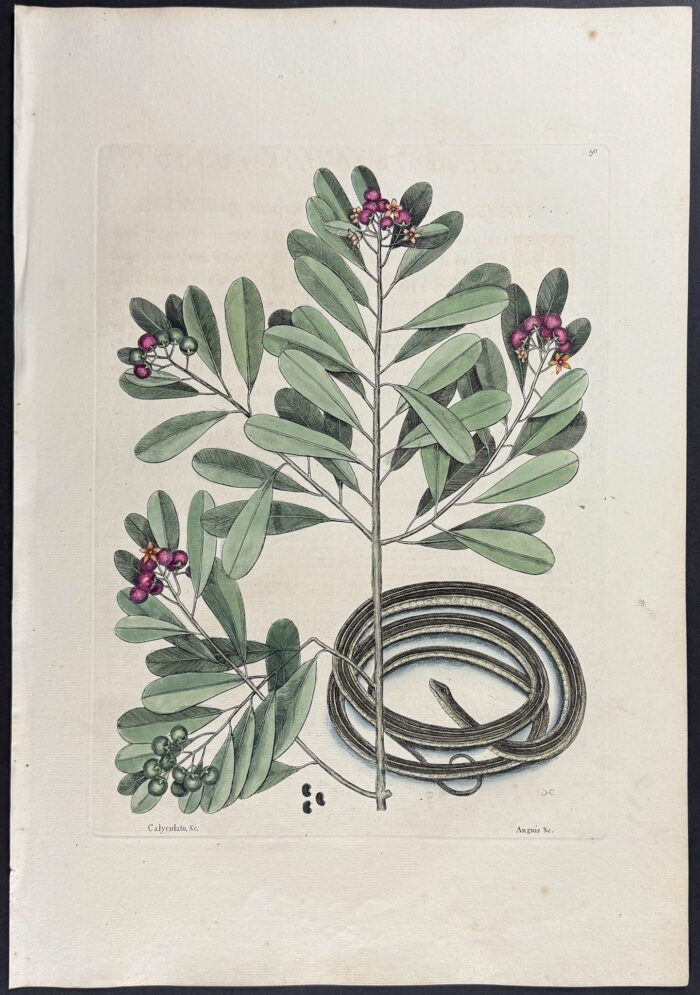 Ribbon Snake with Winters Bark (Cinnamon Bark)