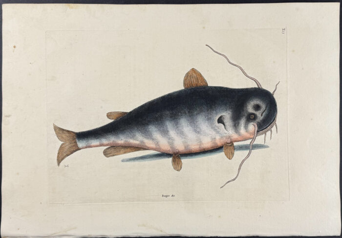 Cat Fish