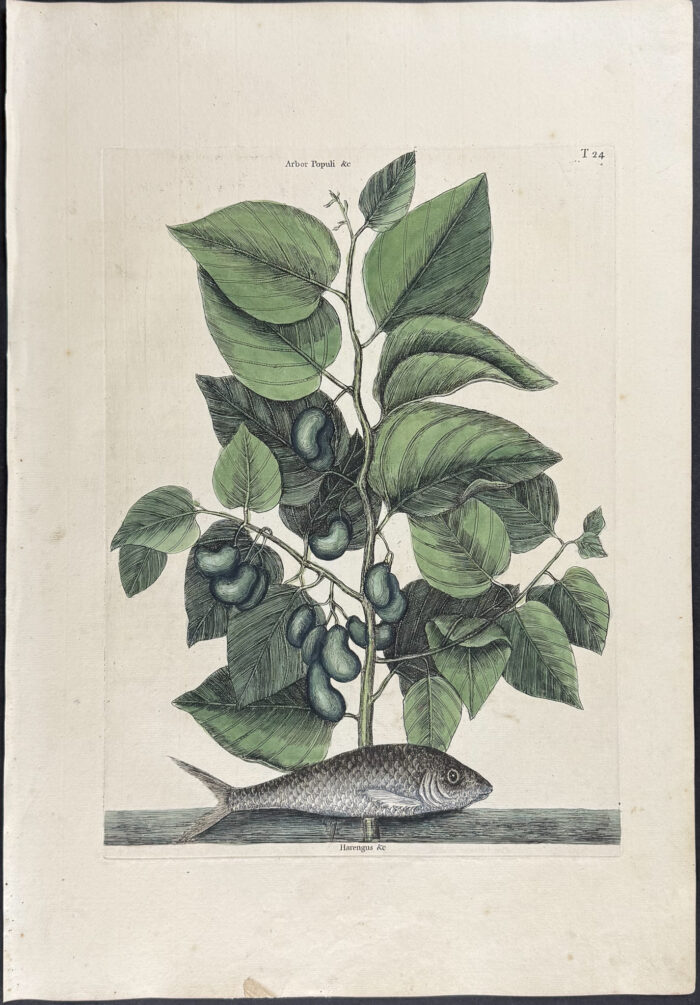 Pilchard with Ti-Ti