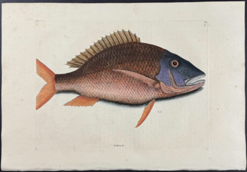 Mutton Fish