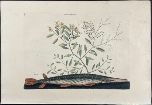 Green Gar Fish with Water Primrose
