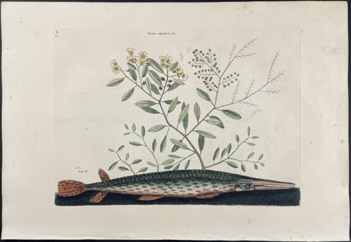 Green Gar Fish with Water Primrose