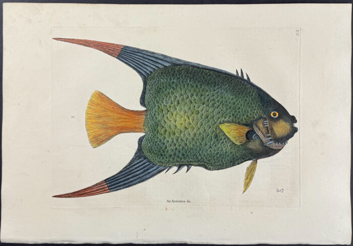 Angel Fish
