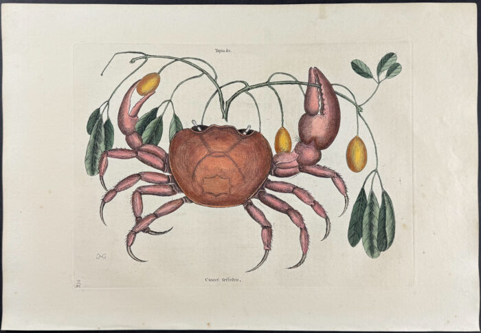 Land Crab with Black Wood