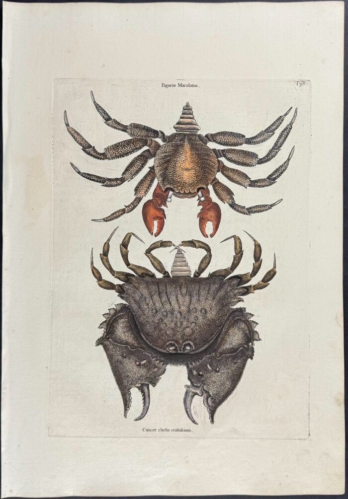 Red Mottled Rock Crab & Rough Shelled Crab