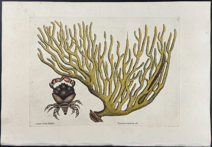 Red Claw Crab with Gorgonian