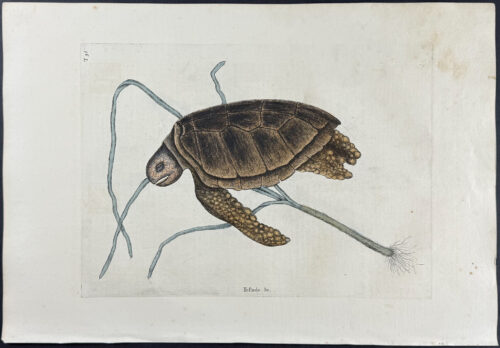 Green Turtle with Turtle Grass