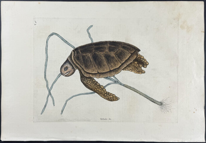 Green Turtle with Turtle Grass
