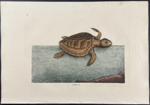 Loggerhead Turtle