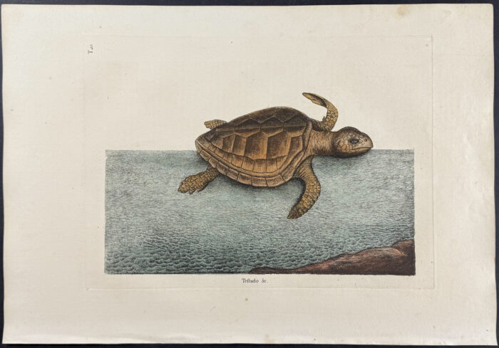 Loggerhead Turtle