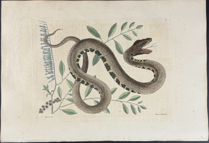 Water Viper (Brown Water Snake) with Fetter Bush
