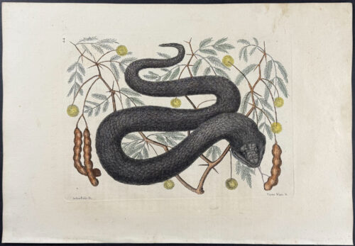 Black Viper or Water Moccasin with Bahaman Legume