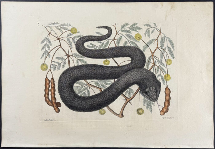 Black Viper or Water Moccasin with Bahaman Legume