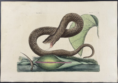 Brown Viper with Colocasia