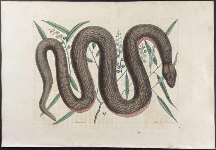 Copper-Bellied Snake (Red Bellied Water Snake) with Ilathera Bark