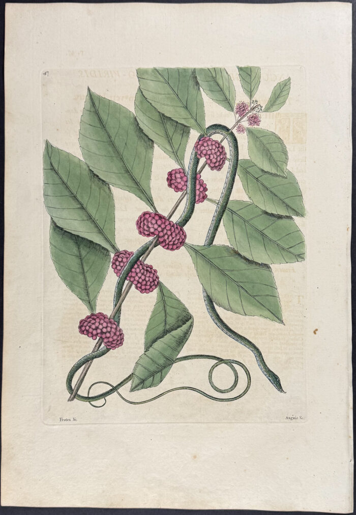 Blueish Green Snake with French Mulberry