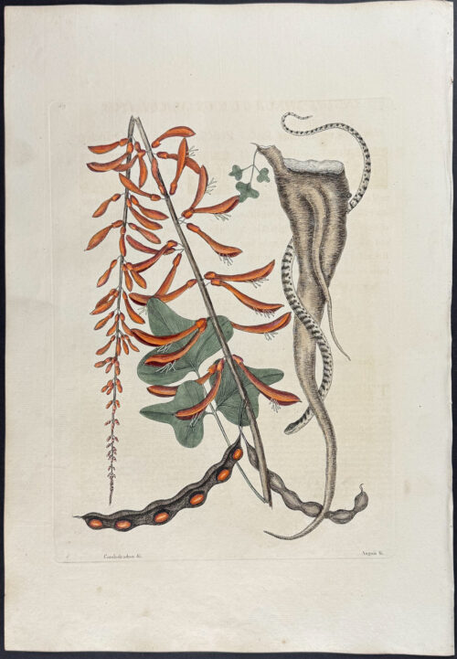 Little Brown Bead Snake with Coral Bush