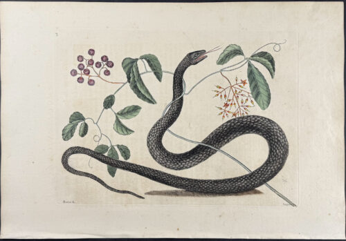 Black Snake with Mock Grape