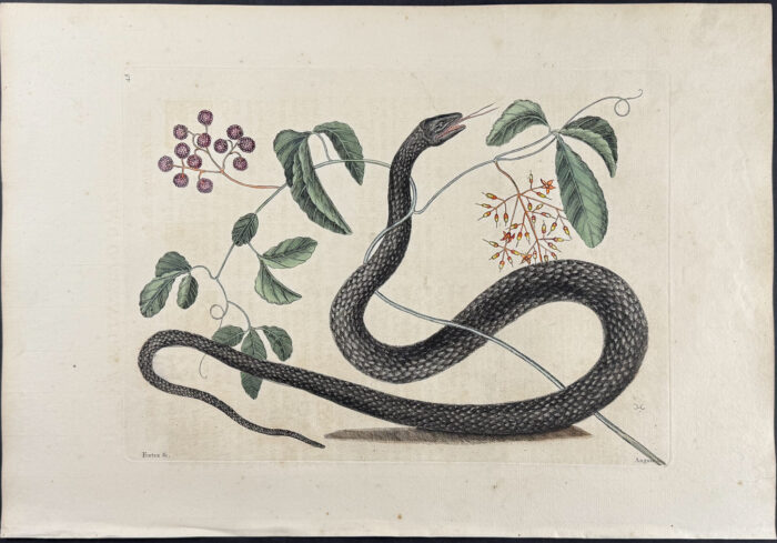 Black Snake with Mock Grape