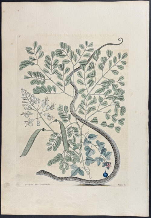 Spotted Ribbon Snake with Brasiletto & Passion Flower