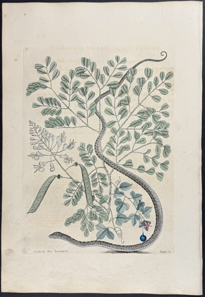 Spotted Ribbon Snake with Brasiletto & Passion Flower