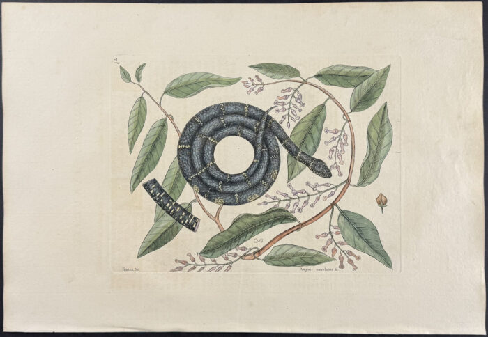 Chain Snake with Climbing Hydrangea