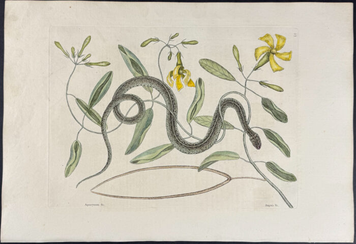 Green Spotted Snake with Wild Unction