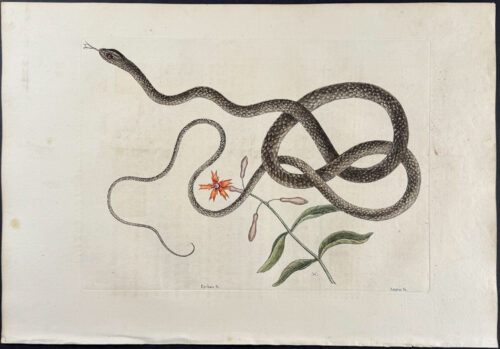 Coach-Whip Snake with Indian