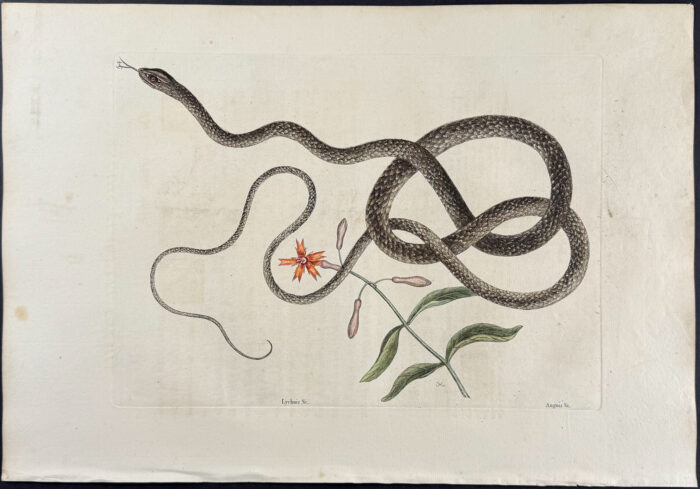 Coach-Whip Snake with Indian