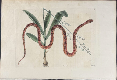 Corn Snake with Bahaman Orchid