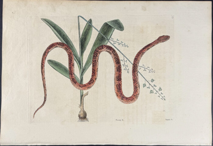 Corn Snake with Bahaman Orchid