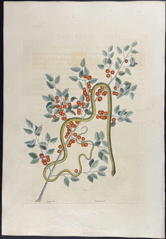 Green Snake with Yaupon