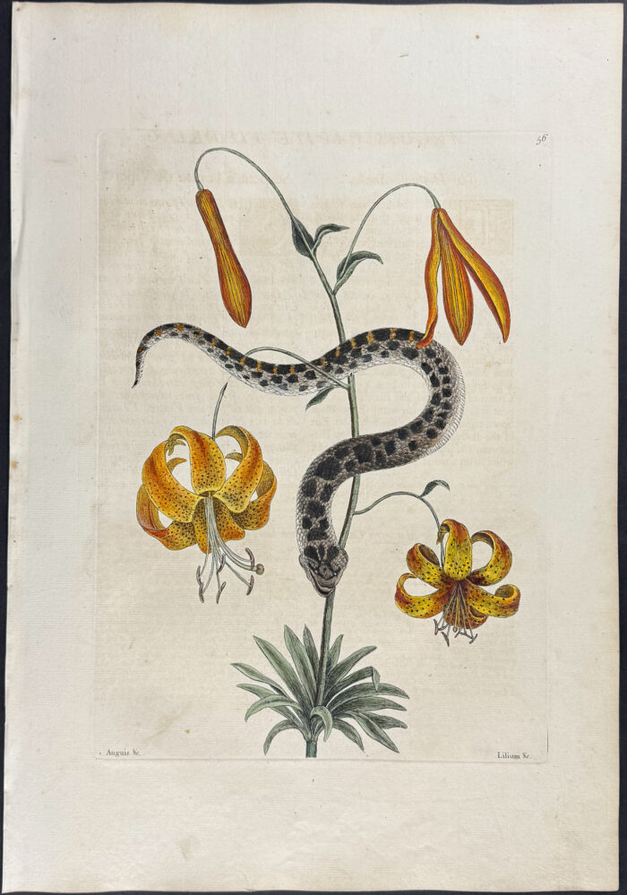 Hog-Nose Snake with Michauxs Lily
