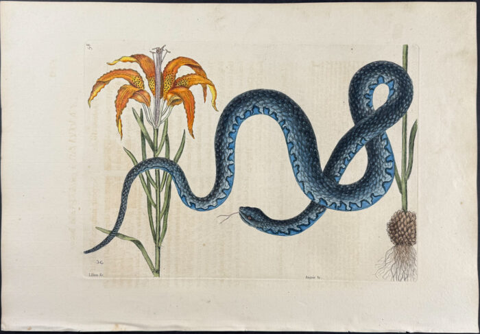 Wampum Snake with Red Lily (Catesbys Lily)