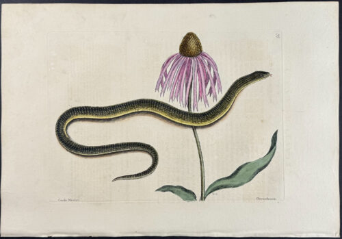 Glass Snake with Cone Flower