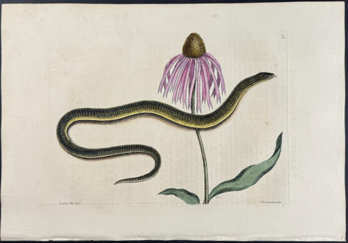 Glass Snake with Cone Flower
