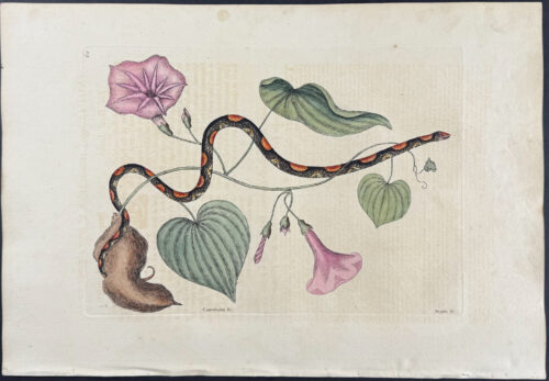 Bead Snake (Corn Snake) with Virginia Potato (Sweet Potato)