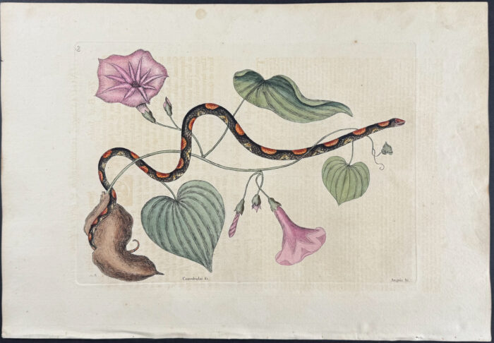 Bead Snake (Corn Snake) with Virginia Potato (Sweet Potato)