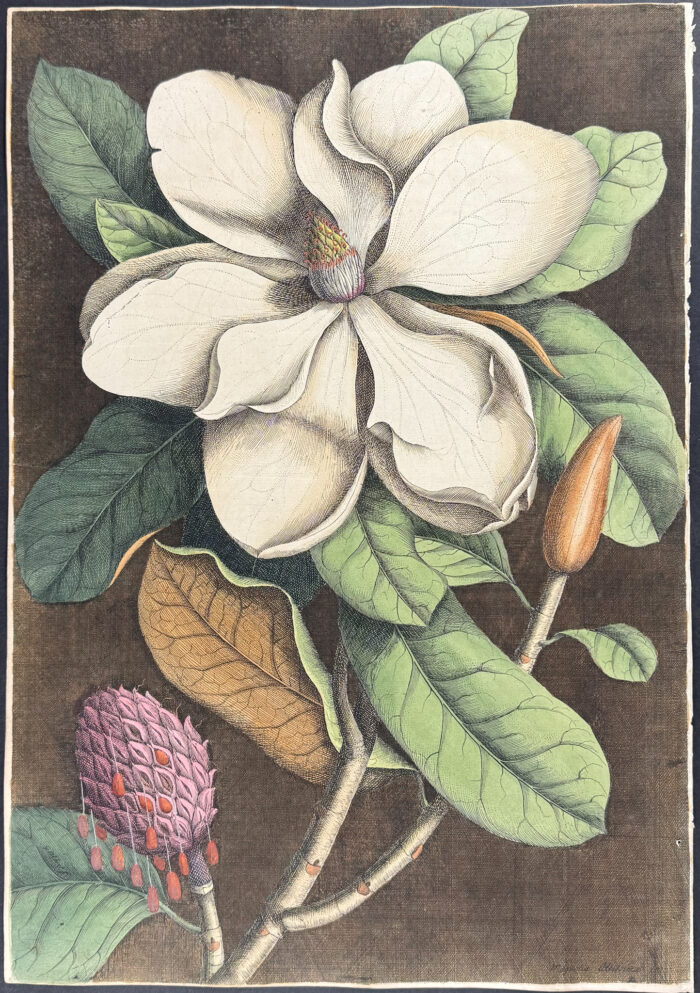Laurel-Tree of Carolina (Magnolia)